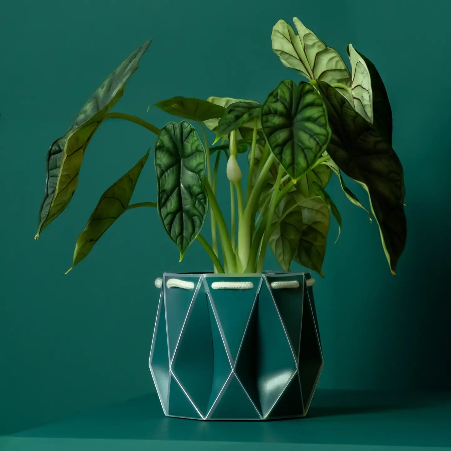 Self Watering Plant Pot - 11cm