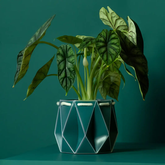 Self Watering Plant Pot - 11cm