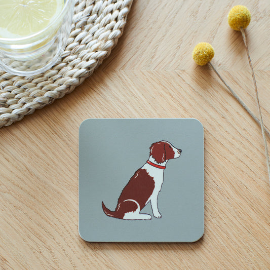 Liver Springer Spaniel
