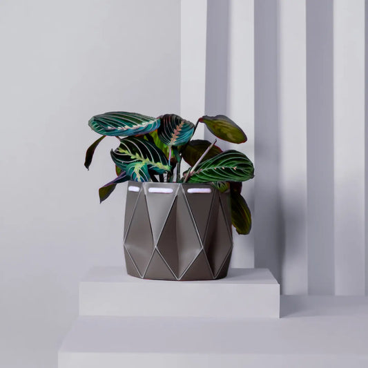 Self Watering Plant Pot - 11cm